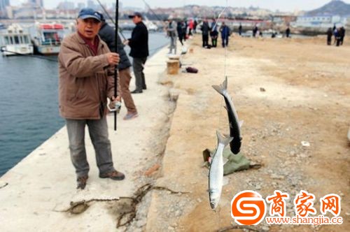 青岛市民钓鱼不用饵 奇特方式吸引众多人前来捕鱼(图)